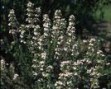 Thymus_vulgaris__4a87da1e71ca7.jpg