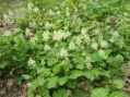 Tiarella_cordifo_4a87da3ec043b.jpg
