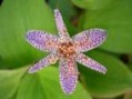 Tricyrtis_formos_4a87da8e78a2c.jpg