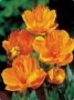 Trollius_c.__Gol_4a87daa3cc944.jpg