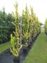 Ulmus_hol.__Wred_48b4455cd1dbd.jpg