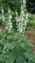 Verbascum_chaixi_4a87dad937f3f.jpg
