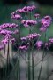 Verbena_bonarien_4a87db05af58a.jpg