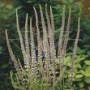Veronicastrum_v._4a87de3279cb9.jpg