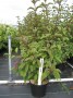 Viburnum_bodn.___48b43ee246afa.jpg