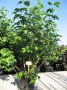 Viburnum_o.__Ros_48b14c8a350a4.jpg
