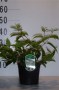 Viburnum_plic.___48b179791a1aa.jpg