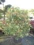 Viburnum_t.__Eve_4959fd18e6062.jpg