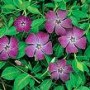 Vinca_m.__Atropu_4a87de5cb2270.jpg