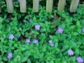 Vinca_minor__Maa_4a87dec929745.jpg