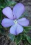 Viola__Boughton__4a87dcd46030e.jpg