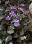 Viola_labradoric_4a87defc95c5c.jpg