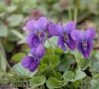 Viola_odorata__V_4a87df133e844.jpg