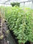 Vitis__Boskoop_G_48b01b7b643db.jpg