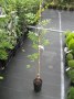 Wisteria_sin.__A_490ad9880f6e4.jpg