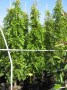 Wisteria_sin.__P_48b148703c6da.jpg